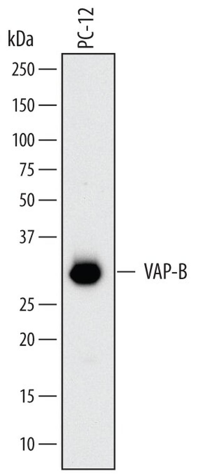 VAPB Antibody in Western Blot (WB)