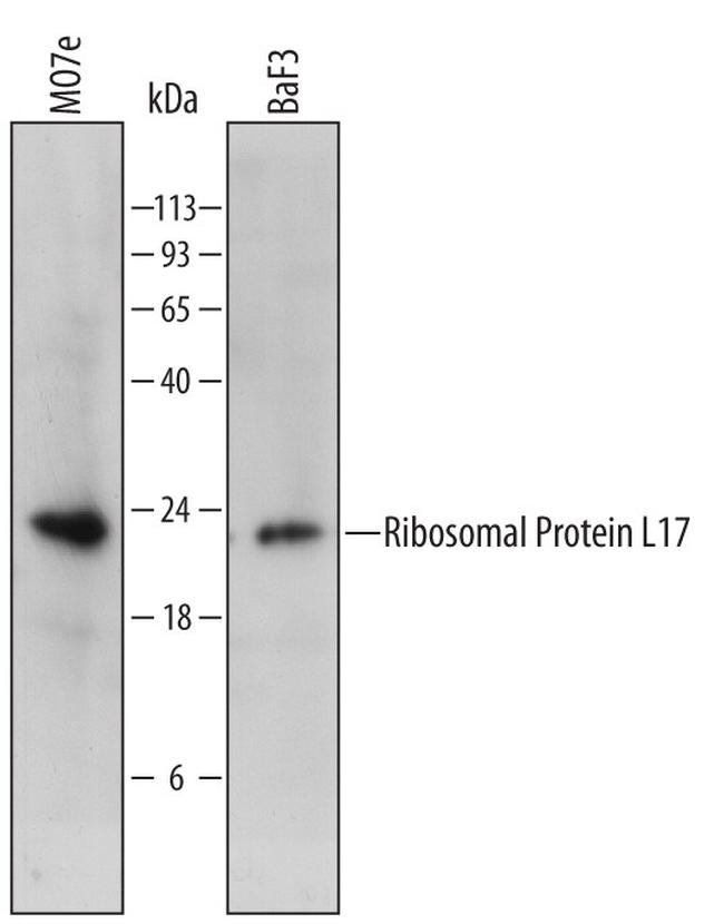 RPL17 Antibody in Western Blot (WB)