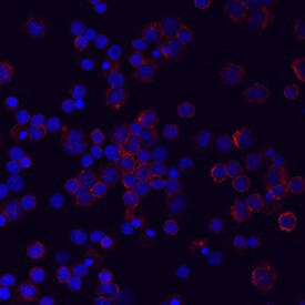 LILRA5 Antibody in Immunocytochemistry (ICC/IF)