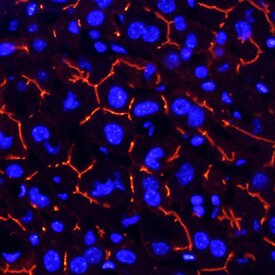 CEACAM1 Antibody in Immunohistochemistry (Frozen) (IHC (F))