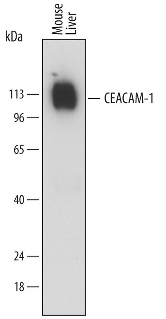 CEACAM1 Antibody in Western Blot (WB)