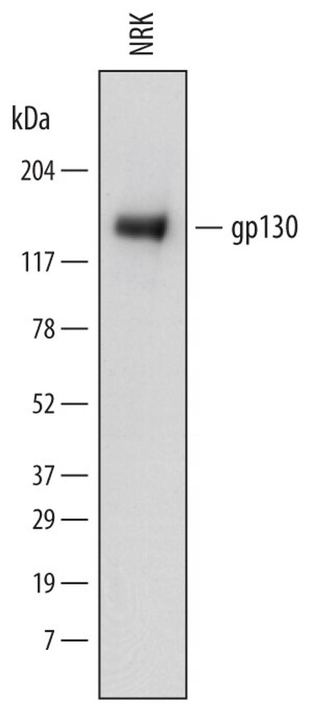 GP130 Antibody in Western Blot (WB)