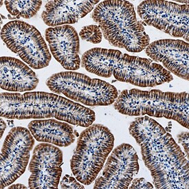 Angiotensinogen Antibody in Immunohistochemistry (Frozen) (IHC (F))