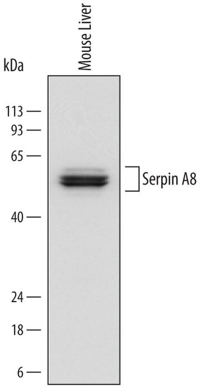 Angiotensinogen Antibody in Western Blot (WB)