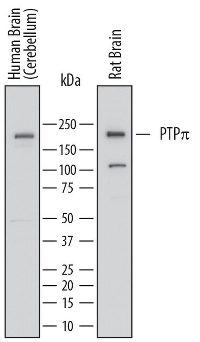PTPRU Antibody in Western Blot (WB)