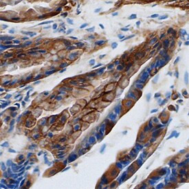 Galectin 9 Antibody in Immunohistochemistry (Frozen) (IHC (F))