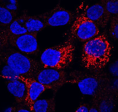 FZD7 Antibody in Immunocytochemistry (ICC/IF)