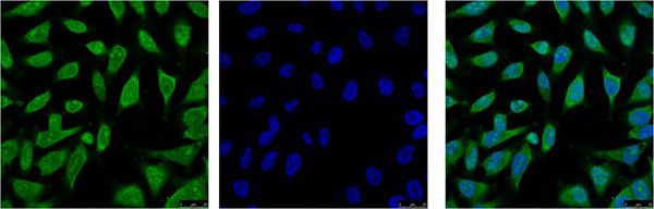 HSP701L Antibody in Immunocytochemistry (ICC/IF)