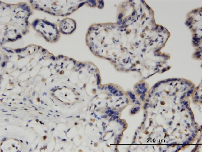 PIGQ Antibody in Immunohistochemistry (Paraffin) (IHC (P))