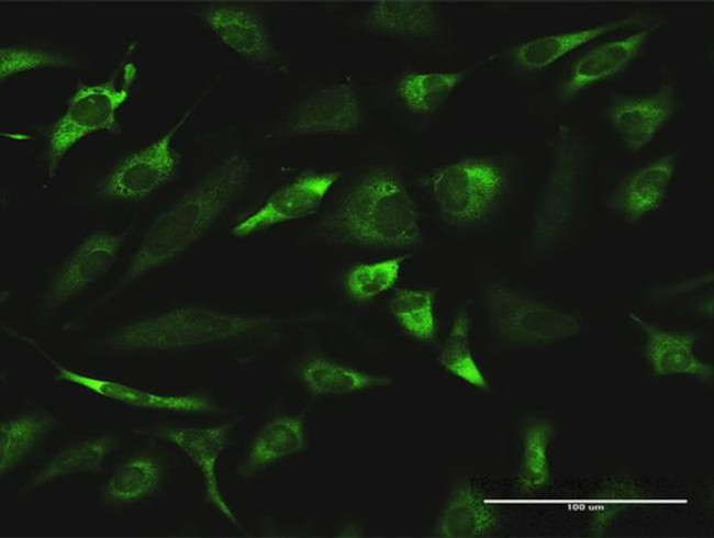 RGN Antibody in Immunocytochemistry (ICC/IF)