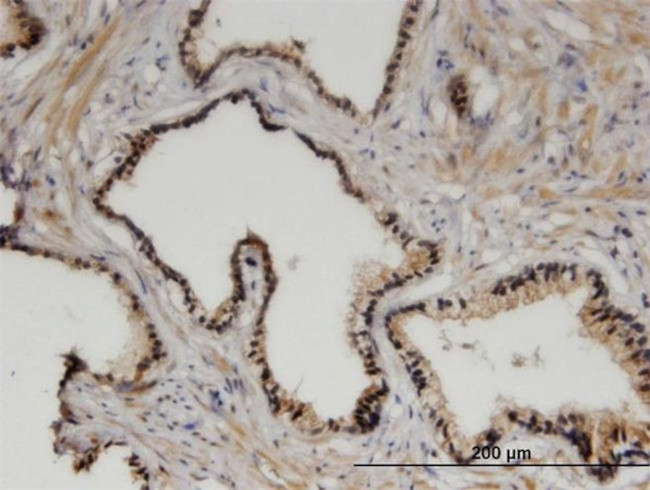 ZHX3 Antibody in Immunohistochemistry (Paraffin) (IHC (P))