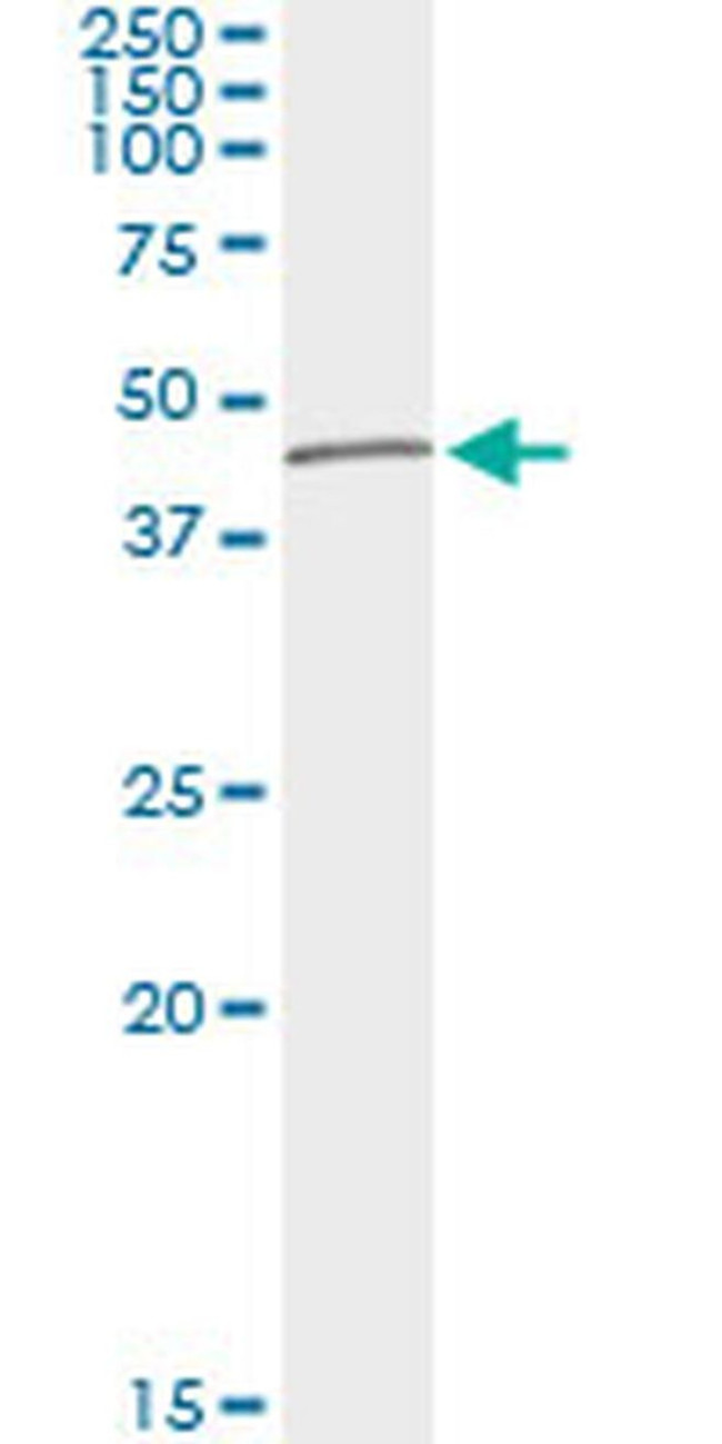 TUBD1 Antibody in Immunoprecipitation (IP)