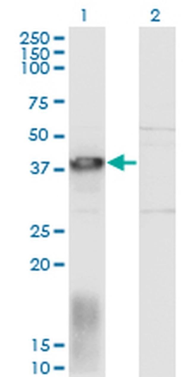 EAF1 Antibody in Western Blot (WB)
