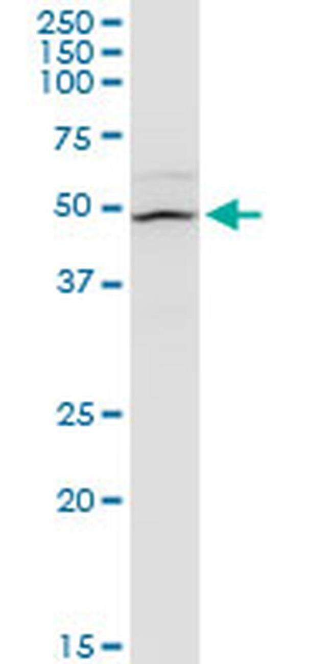 FMN1 Antibody in Western Blot (WB)