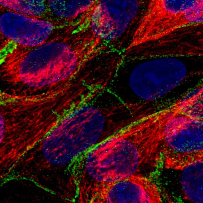 VANGL1 Antibody in Immunocytochemistry (ICC/IF)