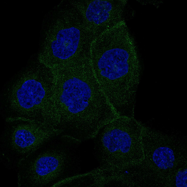 VANGL1 Antibody in Immunocytochemistry (ICC/IF)