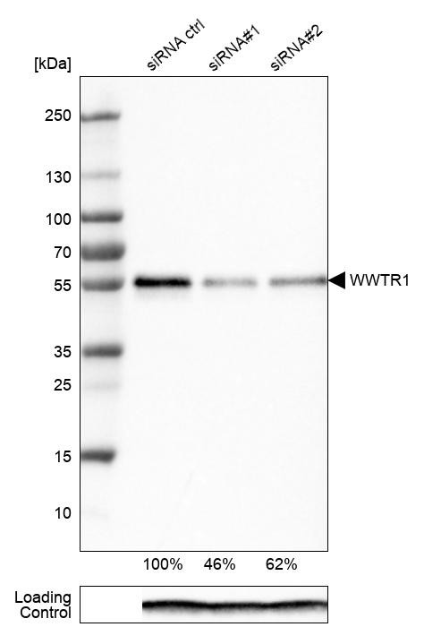 WWTR1 Antibody