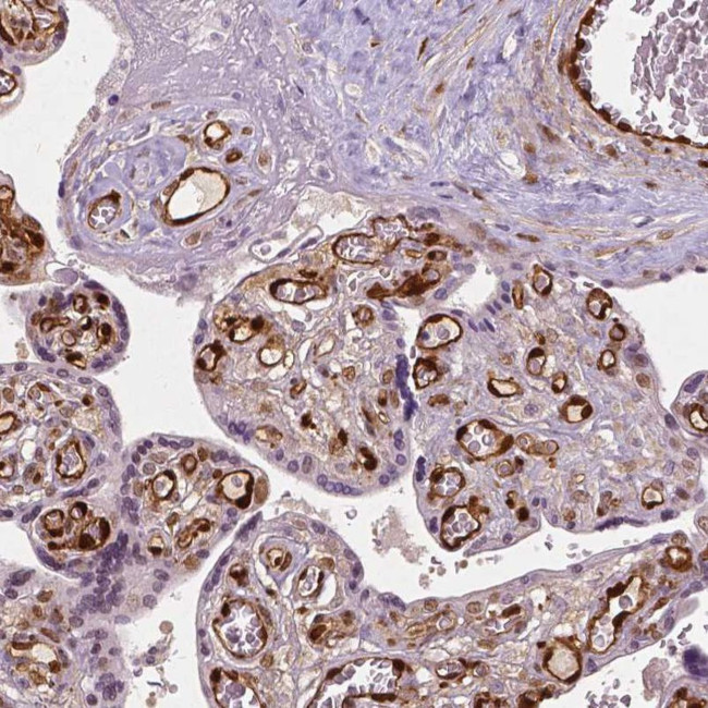 WWTR1 Antibody in Immunohistochemistry (IHC)