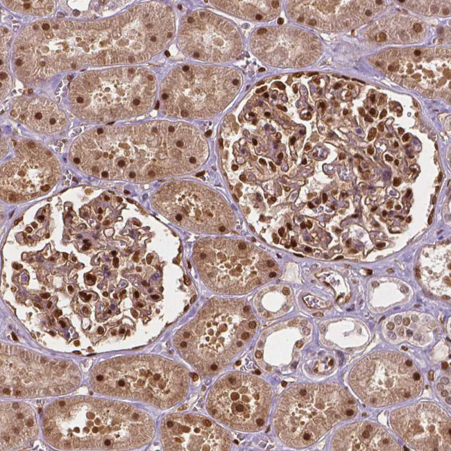 WWTR1 Antibody in Immunohistochemistry (IHC)