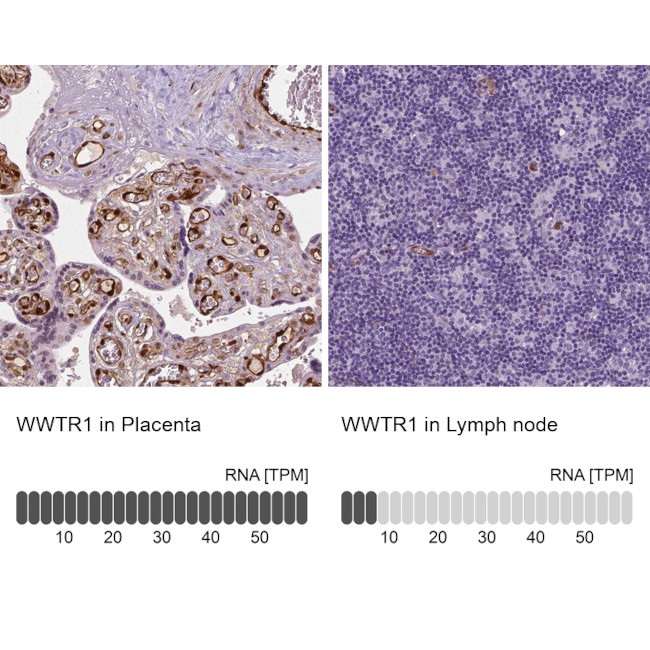 WWTR1 Antibody