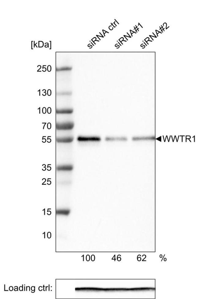 WWTR1 Antibody in Western Blot (WB)