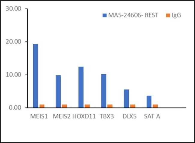 REST Antibody in ChIP Assay (ChIP)