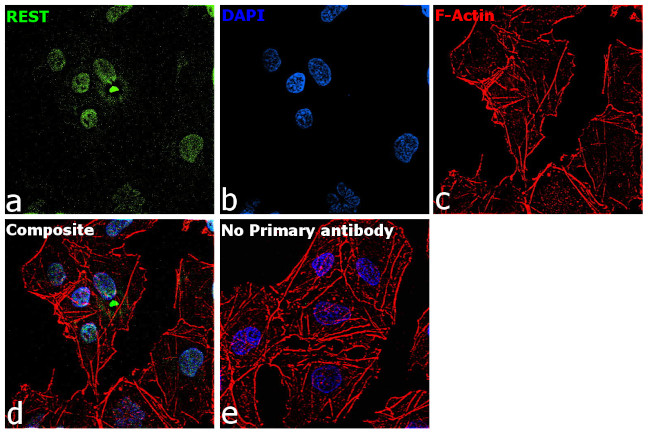 REST Antibody in Immunocytochemistry (ICC/IF)