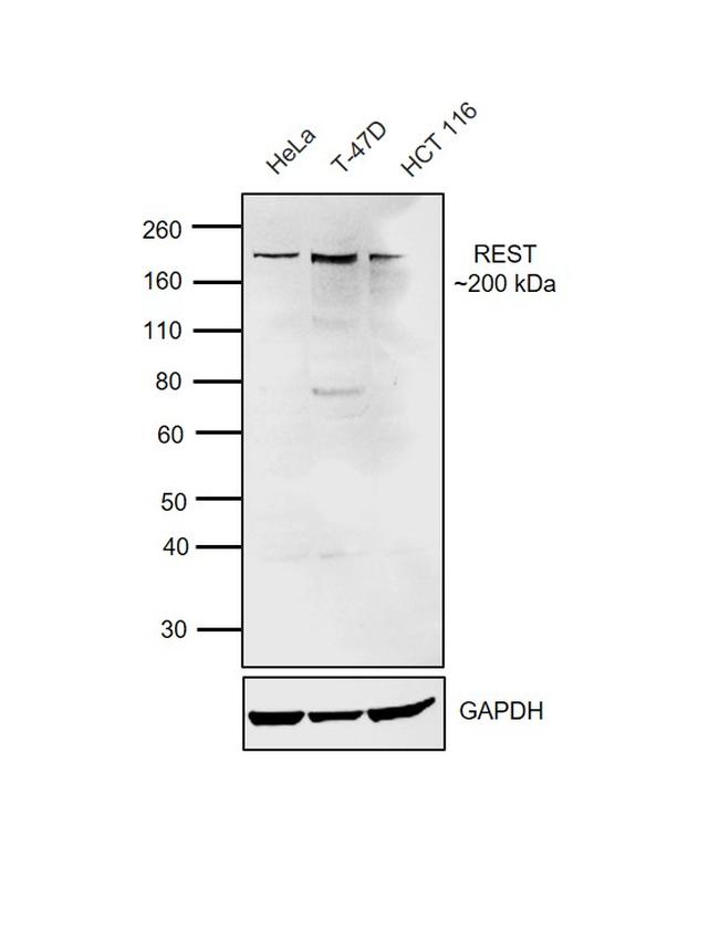 REST Antibody in Western Blot (WB)