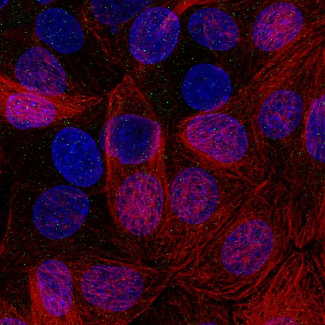 PLA2R1 Antibody in Immunocytochemistry (ICC/IF)