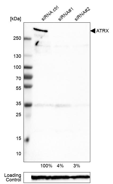 ATRX Antibody