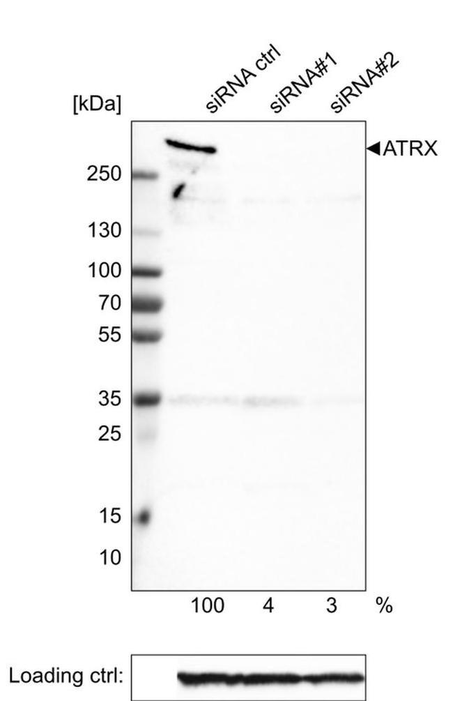 ATRX Antibody in Western Blot (WB)