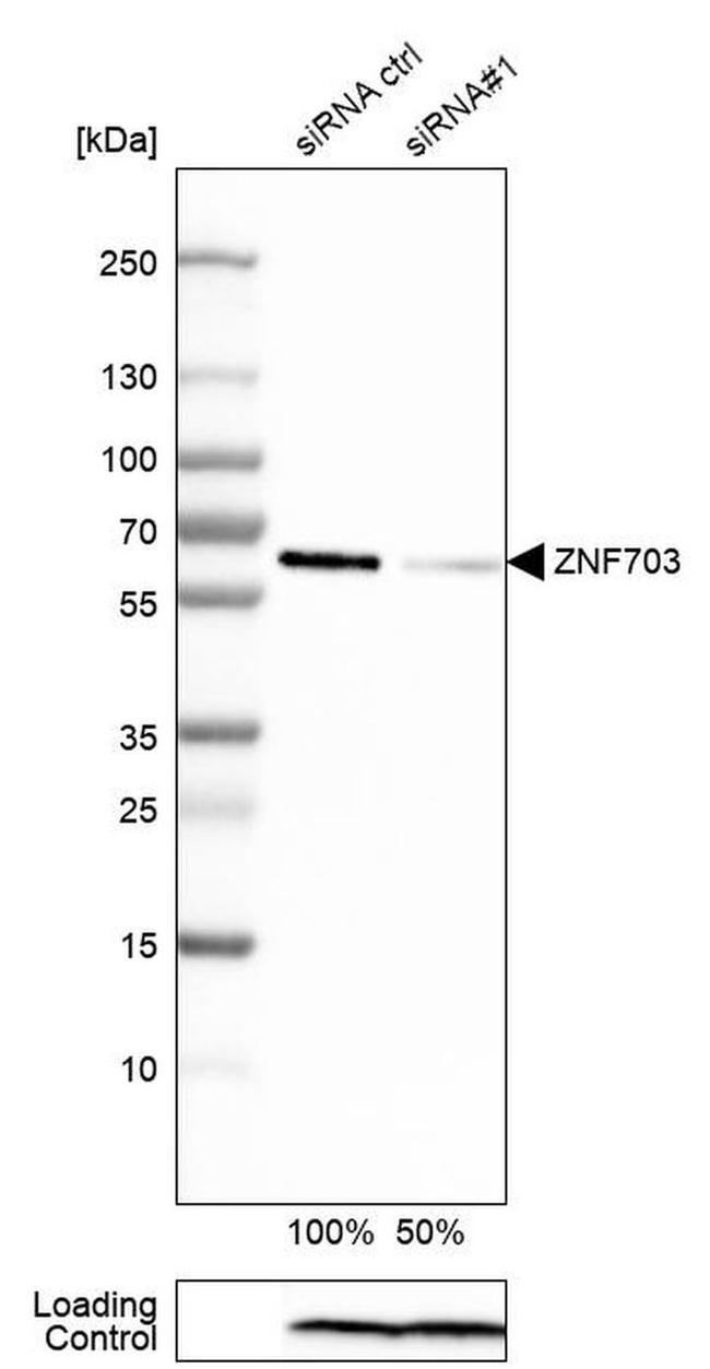 ZNF703 Antibody in Western Blot (WB)