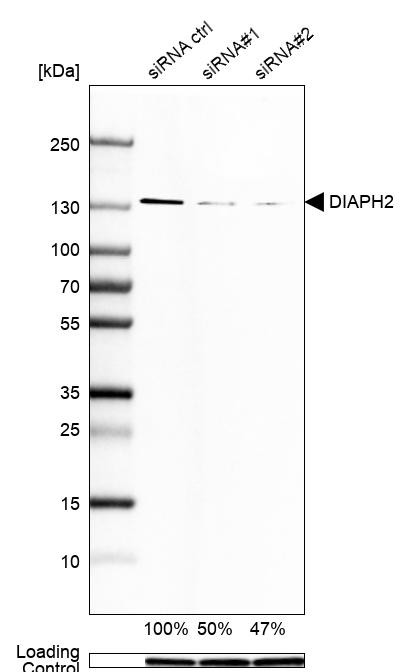 DIAPH2 Antibody