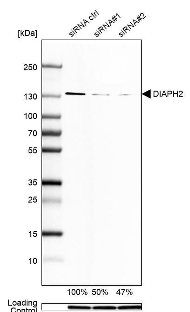 DIAPH2 Antibody in Western Blot (WB)