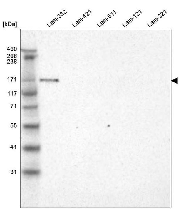 Laminin alpha-3 Antibody in Western Blot (WB)