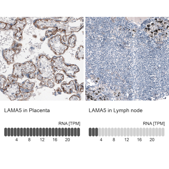 Laminin alpha-5 Antibody