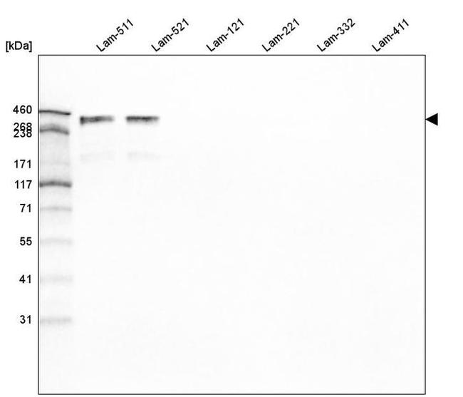 Laminin alpha-5 Antibody in Western Blot (WB)