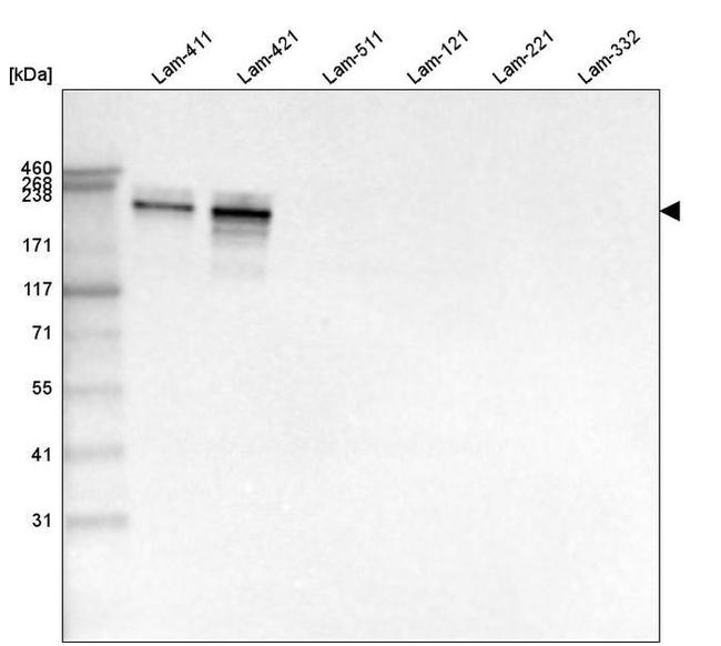 Laminin alpha-4 Antibody in Western Blot (WB)