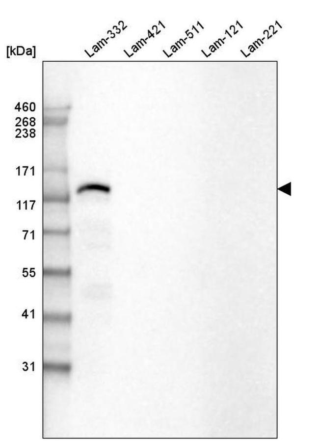 Laminin beta-3 Antibody in Western Blot (WB)