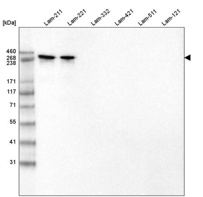 Laminin alpha-2 Antibody in Western Blot (WB)