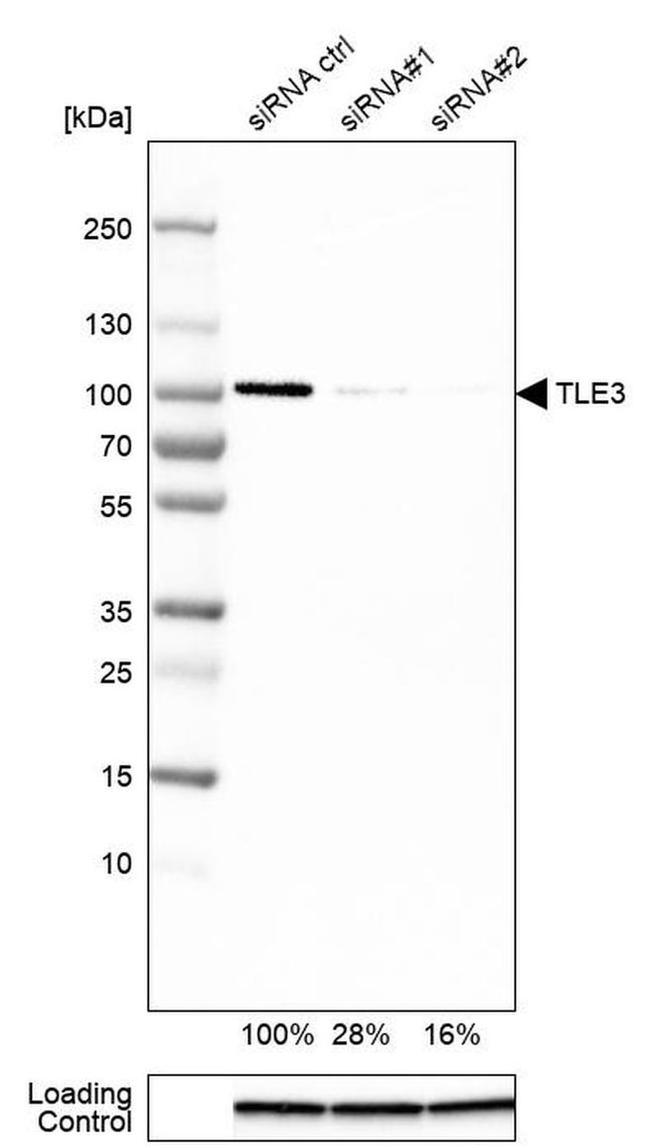 TLE3 Antibody in Western Blot (WB)