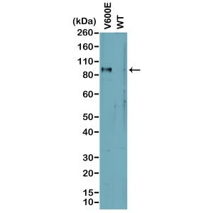 B-Raf (V600E) Antibody in Western Blot (WB)