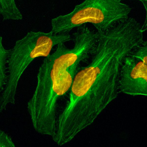 Histone H2A Antibody in Immunocytochemistry (ICC/IF)