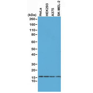 Histone H2A.X Antibody in Western Blot (WB)