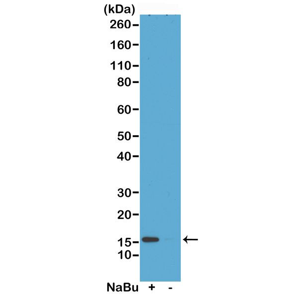 H2A.ZK4ac Antibody in Western Blot (WB)