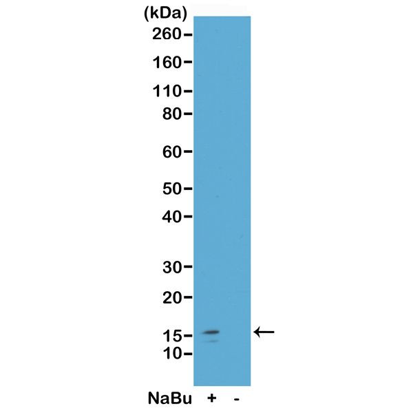 H2A.ZK7ac Antibody in Western Blot (WB)