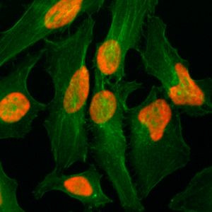 Histone H2A.Z Antibody in Immunocytochemistry (ICC/IF)