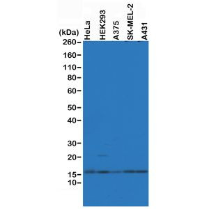 Histone H2A.Z Antibody in Western Blot (WB)