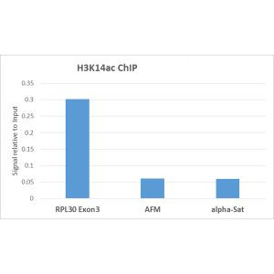 H3K14ac Antibody in ChIP Assay (ChIP)