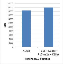 H3K14ac Antibody in Luminex (LUM)